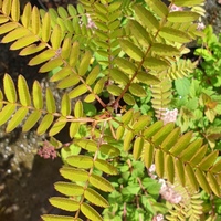 Sorbus frutescens Rock 14987